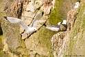 Mouette tridactyle 9566_wm